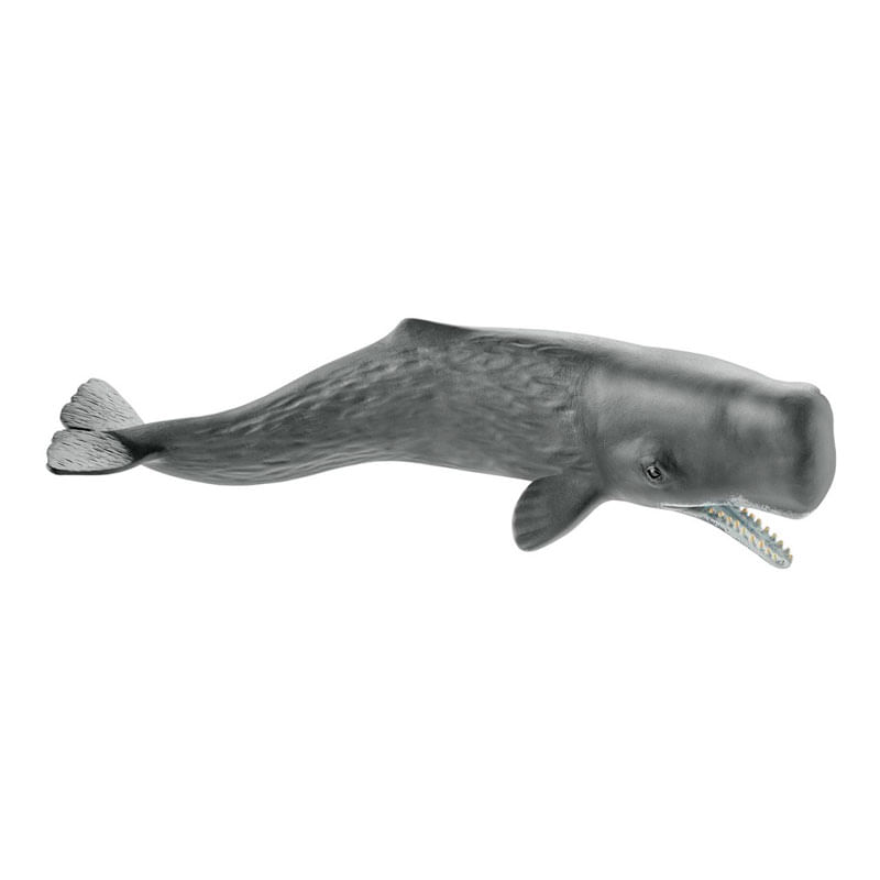 Figura-de-Cachalote